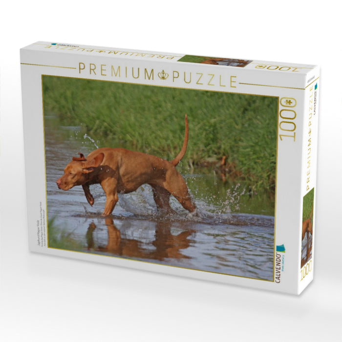 Jagdhund Magyar Vizsla - CALVENDO Foto-Puzzle'