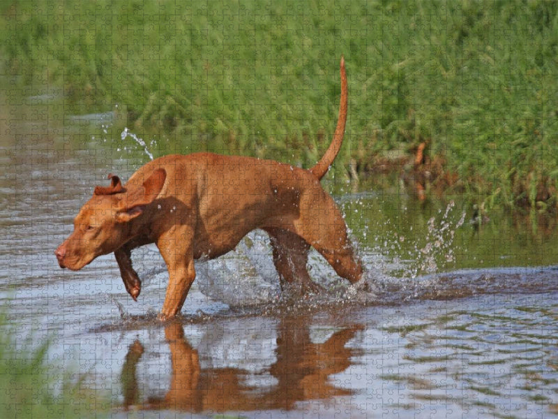 Jagdhund Magyar Vizsla - CALVENDO Foto-Puzzle'