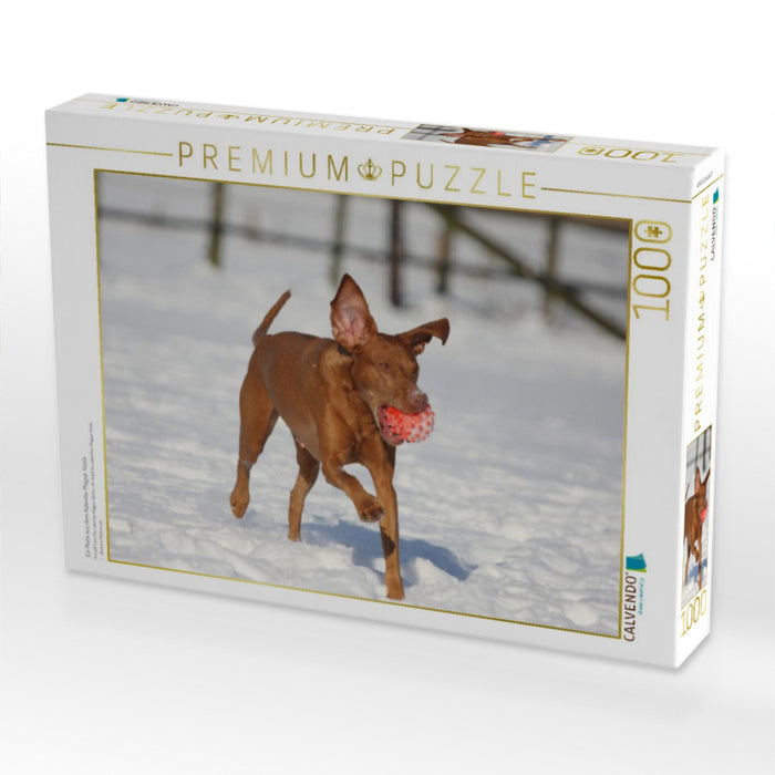 Ein Motiv aus dem Kalender Magyar Vizsla - CALVENDO Foto-Puzzle'