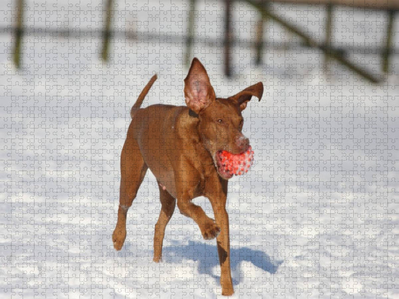 Ein Motiv aus dem Kalender Magyar Vizsla - CALVENDO Foto-Puzzle'