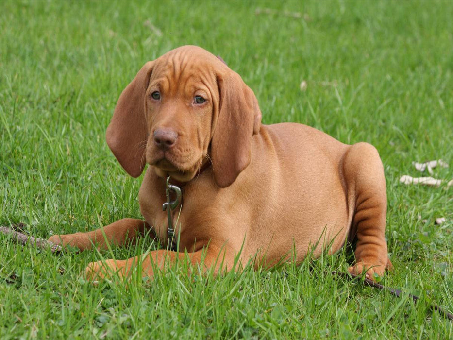 Ein Motiv aus dem Kalender Magyar Vizsla - CALVENDO Foto-Puzzle'
