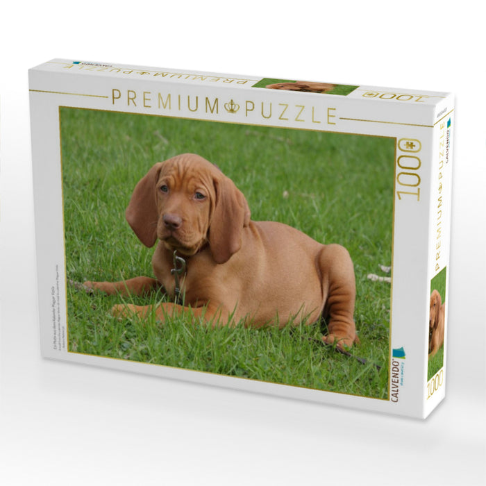 Ein Motiv aus dem Kalender Magyar Vizsla - CALVENDO Foto-Puzzle'