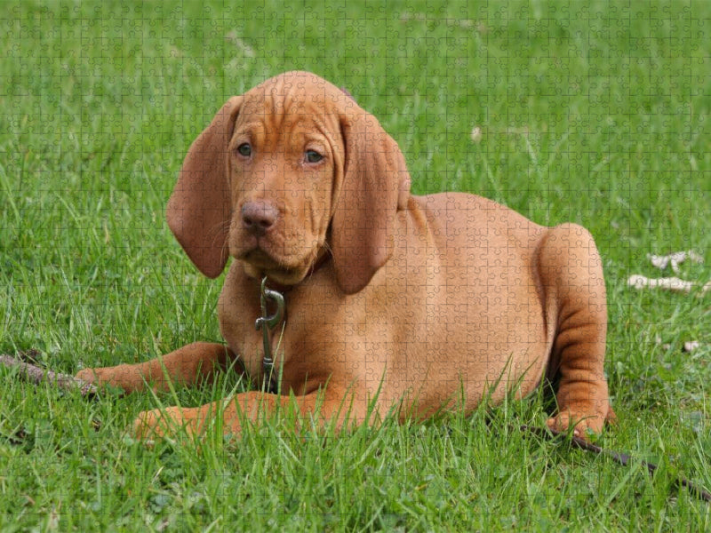 Ein Motiv aus dem Kalender Magyar Vizsla - CALVENDO Foto-Puzzle'