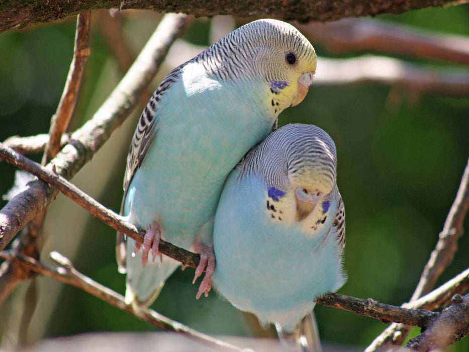 Ich mag kuscheln.. - CALVENDO Foto-Puzzle'