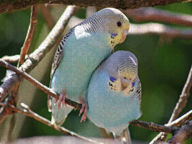 Ich mag kuscheln.. - CALVENDO Foto-Puzzle'