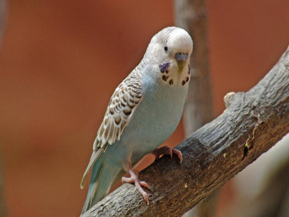 Blauer Wellensittich - CALVENDO Foto-Puzzle'