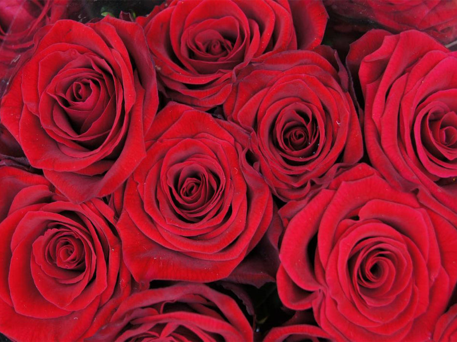 Rote Rosen - CALVENDO Foto-Puzzle'
