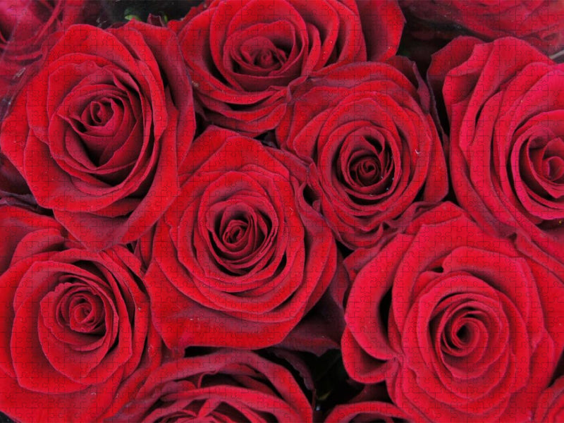 Rote Rosen - CALVENDO Foto-Puzzle'