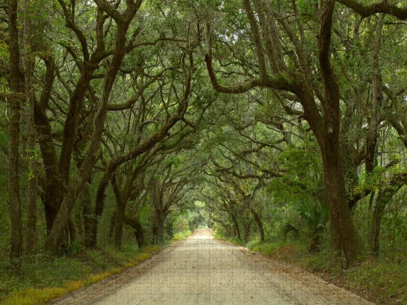 Oak Alley, Botany Bay, Ediston Island, South Carolina, USA - CALVENDO Foto-Puzzle'