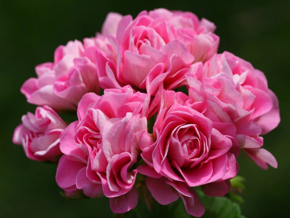 Pelargonium Träume - CALVENDO Foto-Puzzle'