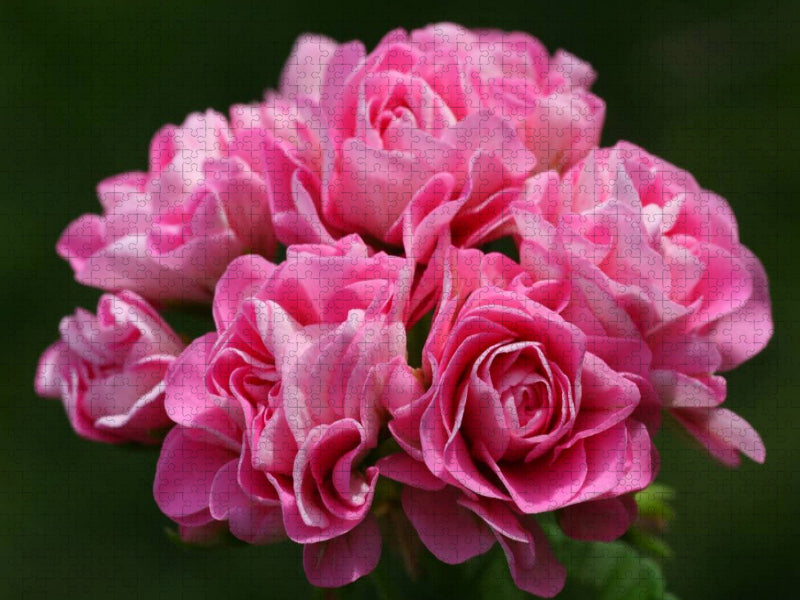Pelargonium Träume - CALVENDO Foto-Puzzle'