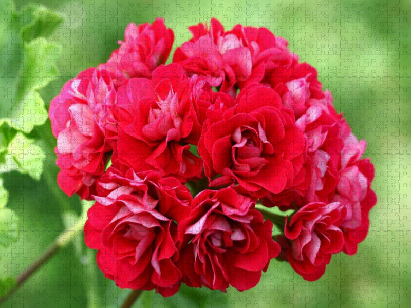Pelargonien Zauber - Pelargonium Pink Rambler - CALVENDO Foto-Puzzle'