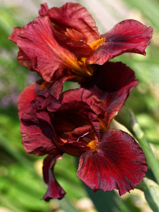 Traumhafte Iris Blüten - CALVENDO Foto-Puzzle'
