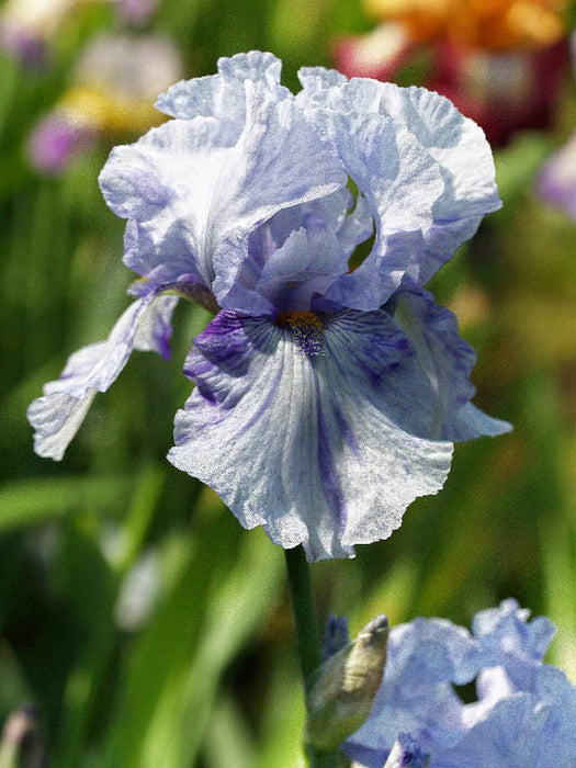 Traumhafte Iris Blüten - CALVENDO Foto-Puzzle'