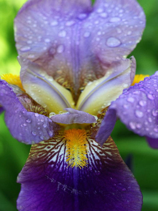 Traumhafte Iris Blüte - CALVENDO Foto-Puzzle'