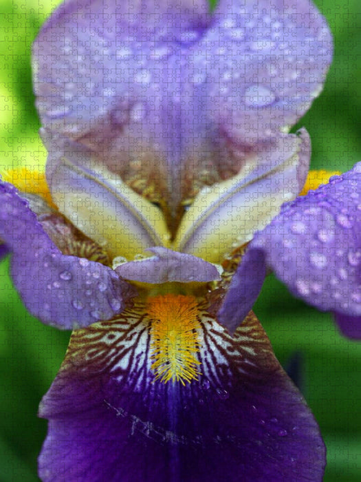 Traumhafte Iris Blüte - CALVENDO Foto-Puzzle'