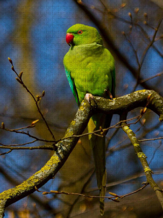 Halsbandsittich / Alexandersittich - CALVENDO Foto-Puzzle'