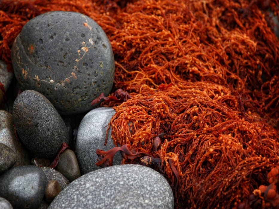 Steine am Strand, Bretagne, Frankreich - CALVENDO Foto-Puzzle'