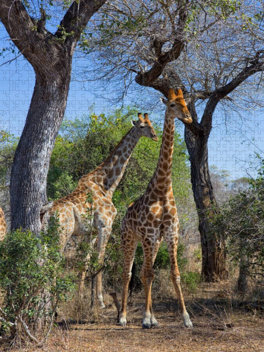 Giraffen im Krüger NP - CALVENDO Foto-Puzzle'