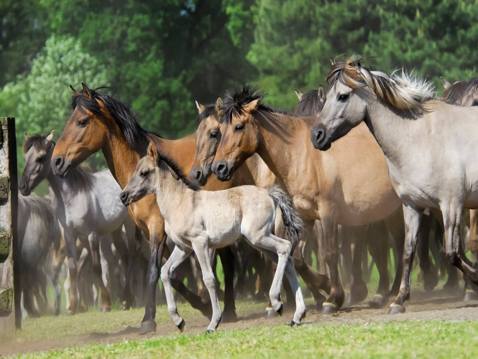 Dülmener Wildpferde Herde mit Fohlen im Trab - CALVENDO Foto-Puzzle'