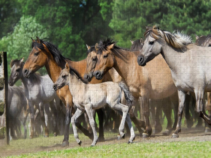 Dülmener Wildpferde Herde mit Fohlen im Trab - CALVENDO Foto-Puzzle'