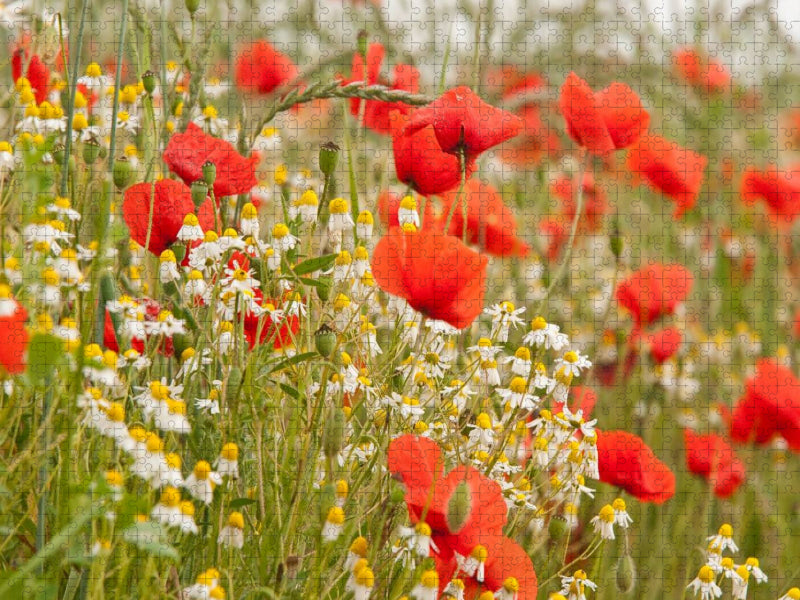 Mohnblumen säumen den Weg - CALVENDO Foto-Puzzle'