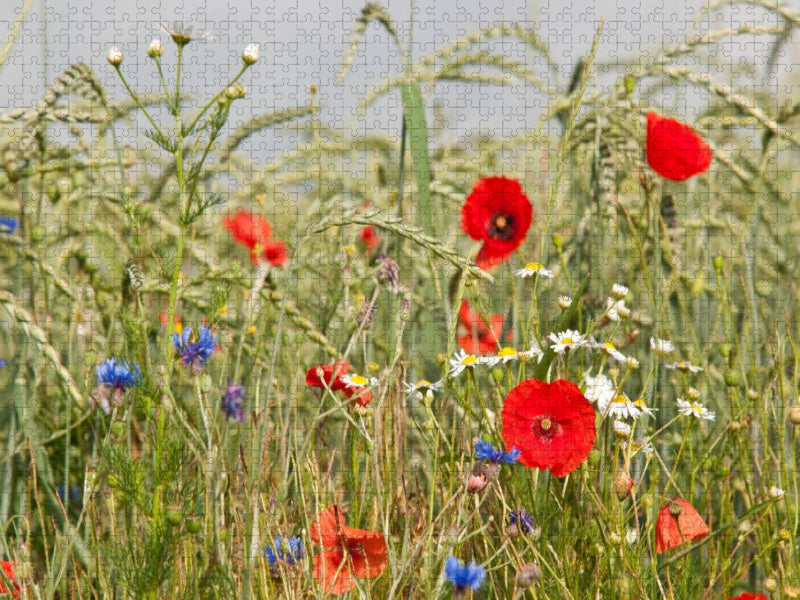Biologische Landwirtschaft mit Mohnblumen - CALVENDO Foto-Puzzle'