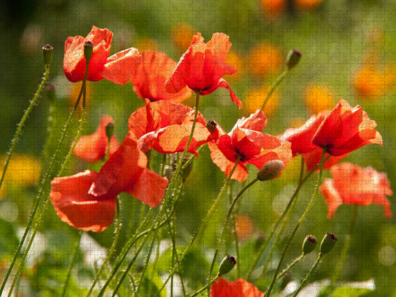 Romantische Mohnblumenwiese - CALVENDO Foto-Puzzle'