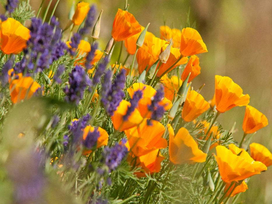 Lavendel und Goldmohn - CALVENDO Foto-Puzzle'
