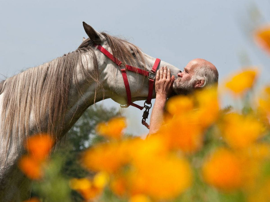 Pferd und Mensch in Harmonie - CALVENDO Foto-Puzzle'