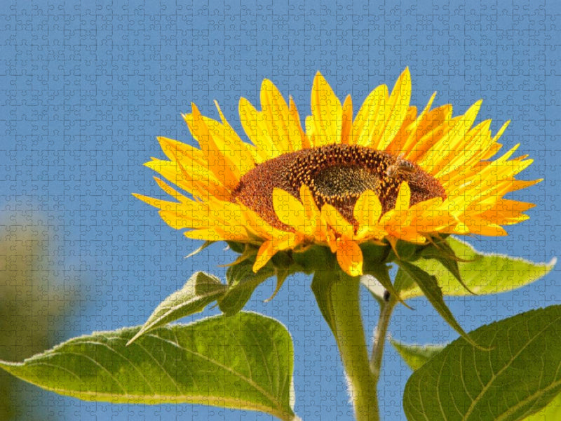 Ein Motiv aus dem Kalender Bauerngarten - bunte Vielfalt - CALVENDO Foto-Puzzle'