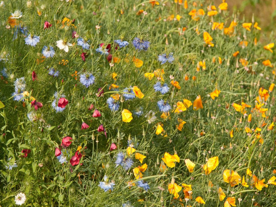 Wildblumen für Bienen mit Goldmohn und Junger im Grünen - CALVENDO Foto-Puzzle'