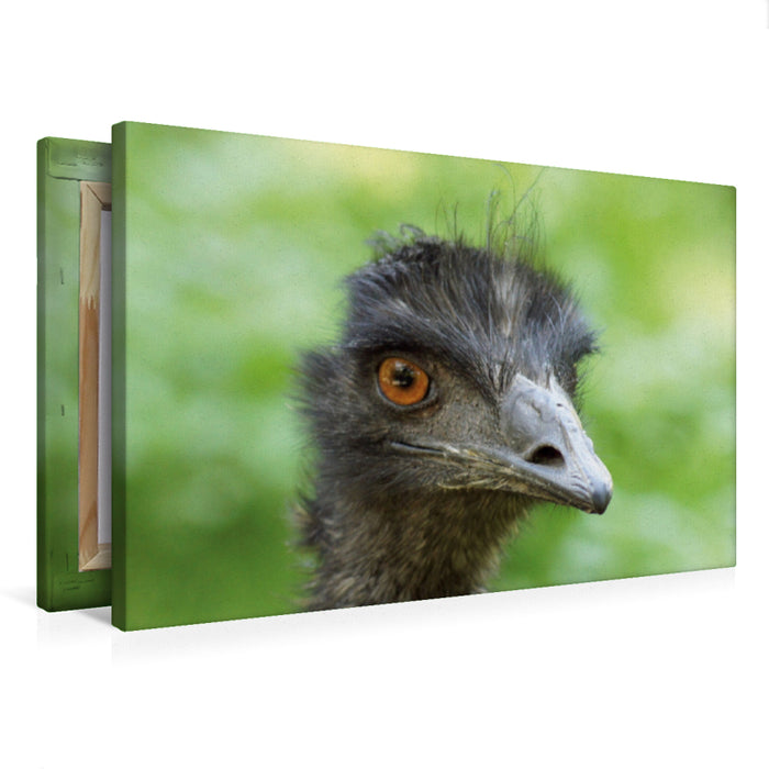 Premium Textil-Leinwand Emu (Dromaius)