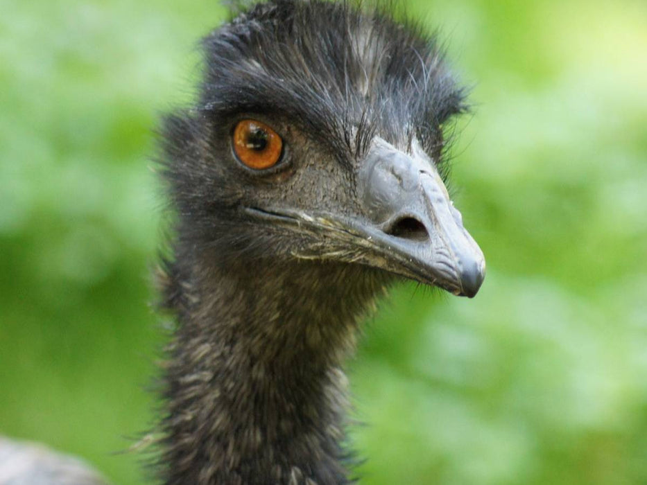 Emu (Dromaius) - CALVENDO Foto-Puzzle'