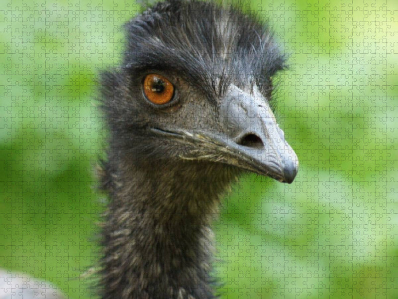 Emu (Dromaius) - CALVENDO Foto-Puzzle'