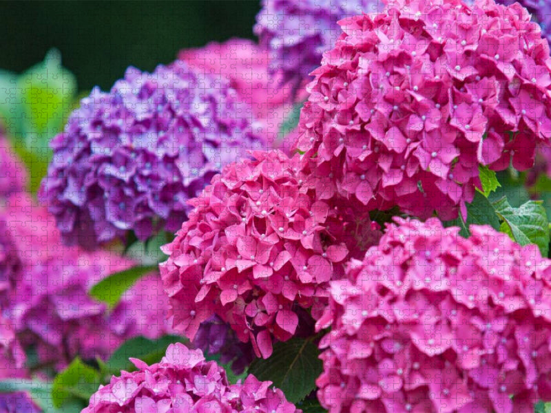 Gartenhortensie (Hydrangea macrophylla) - CALVENDO Foto-Puzzle'