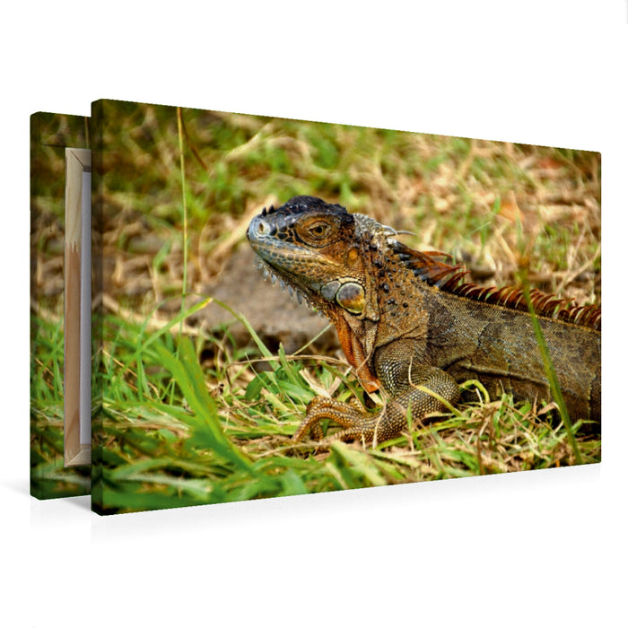 Toile textile premium Toile textile premium 120 cm x 80 cm paysage Iguane vert 