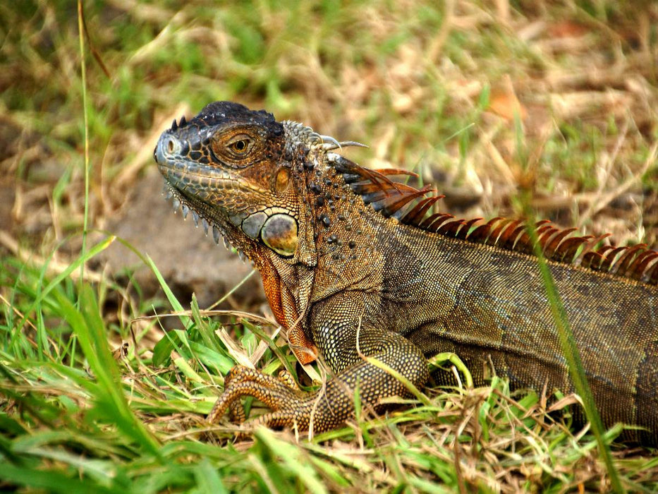 Grüner Leguan - CALVENDO Foto-Puzzle'