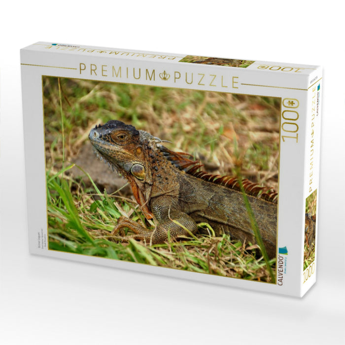 Grüner Leguan - CALVENDO Foto-Puzzle'