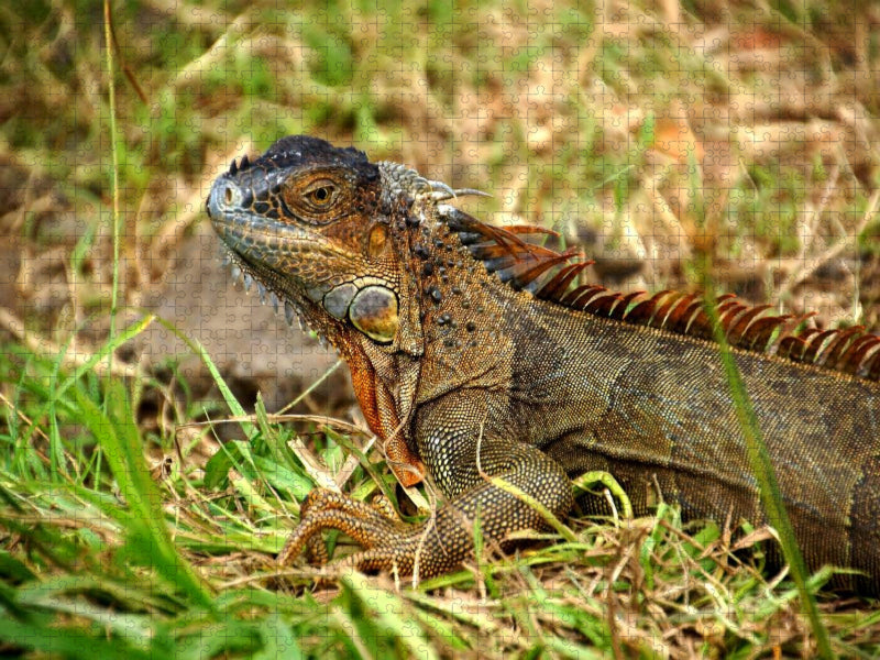 Grüner Leguan - CALVENDO Foto-Puzzle'