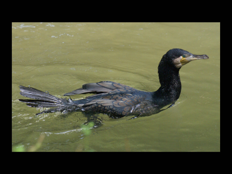 Kormoran (Phalacrocorax carbo) 1000 Teile Puzzle quer - CALVENDO Foto-Puzzle'