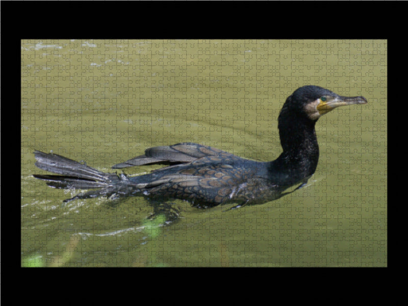 Kormoran (Phalacrocorax carbo) 1000 Teile Puzzle quer - CALVENDO Foto-Puzzle'
