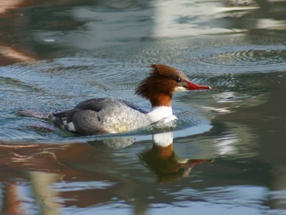 Gänsesäger (Mergus merganser) Weibchen - CALVENDO Foto-Puzzle'