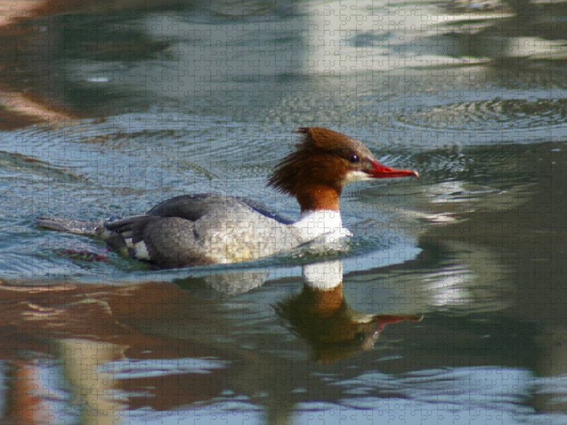 Gänsesäger (Mergus merganser) Weibchen - CALVENDO Foto-Puzzle'