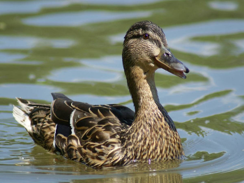 Stockente (Anas platyrhynchos) weiblich - CALVENDO Foto-Puzzle'