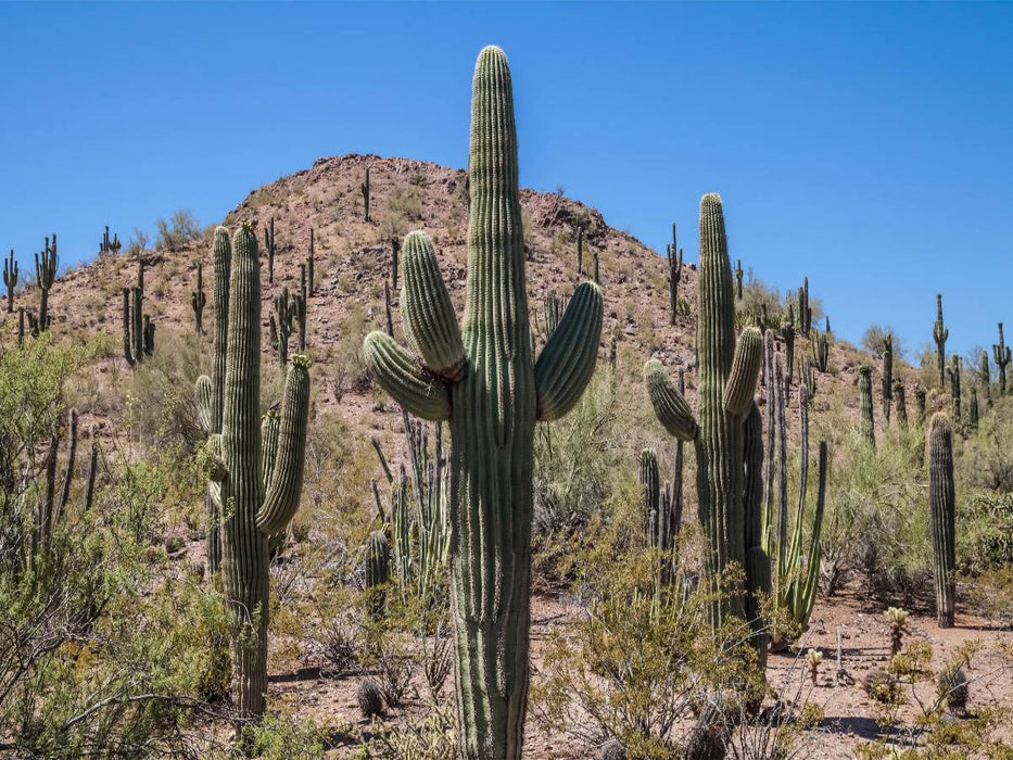 ARIZONA Sonora Wüste - CALVENDO Foto-Puzzle'