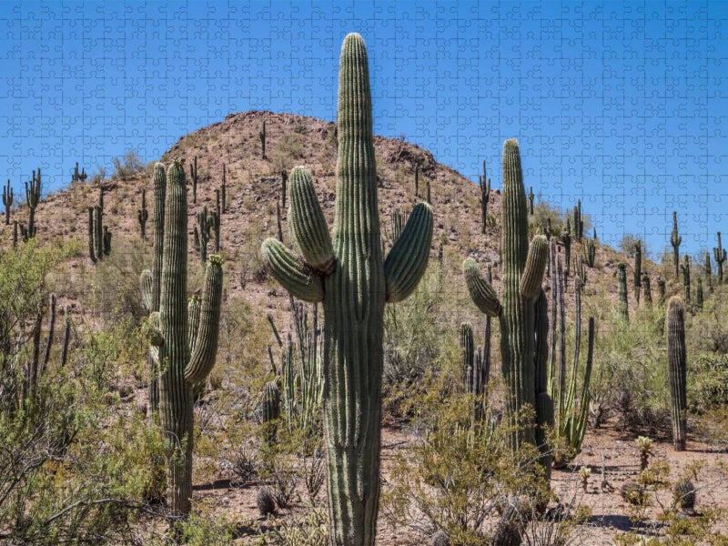 ARIZONA Sonora Wüste - CALVENDO Foto-Puzzle'