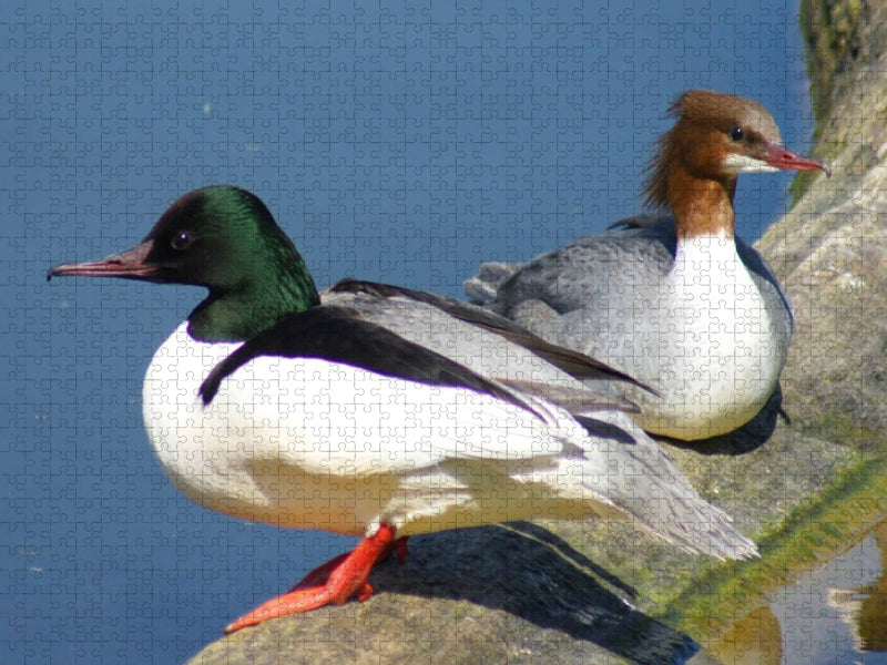 Gänsesäger Paar - CALVENDO Foto-Puzzle'