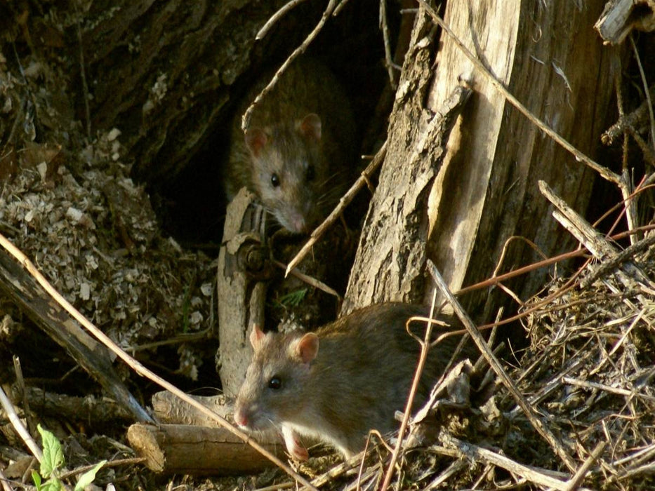 Zwei Wanderratten - CALVENDO Foto-Puzzle'