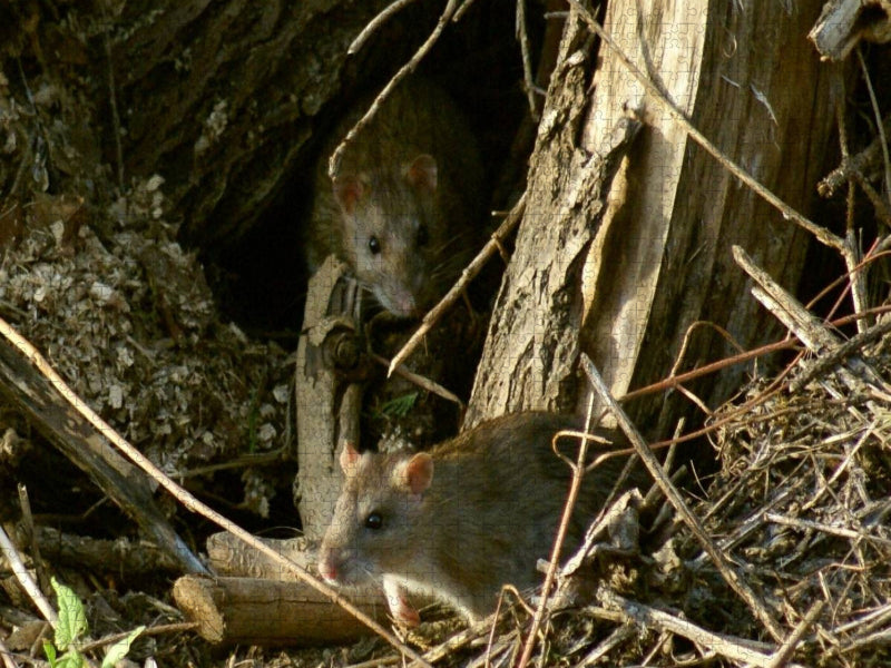 Zwei Wanderratten - CALVENDO Foto-Puzzle'